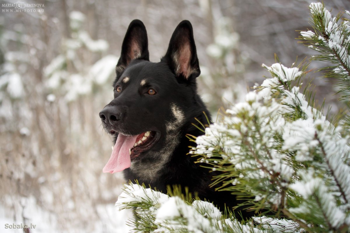 Порода собаки Восточная евро Вечная