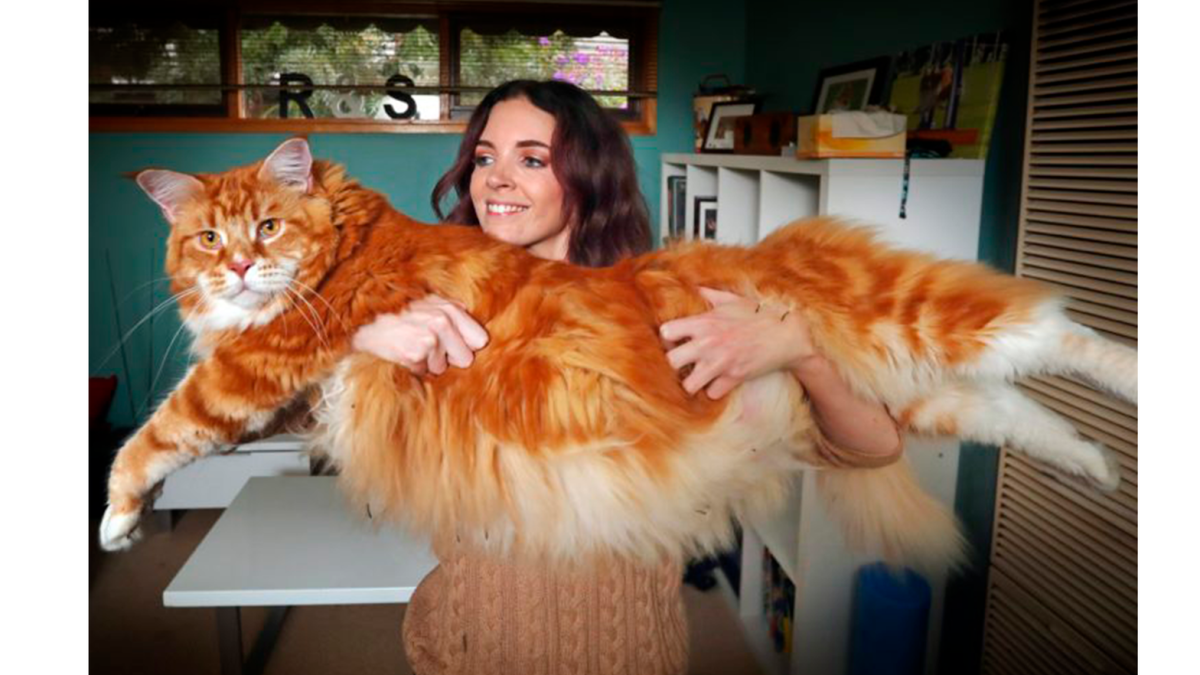 Самый длинный кот в мире