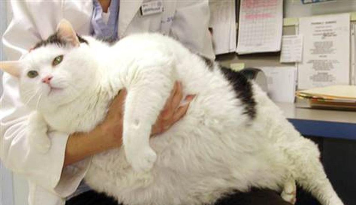 Кот химми 21 кг