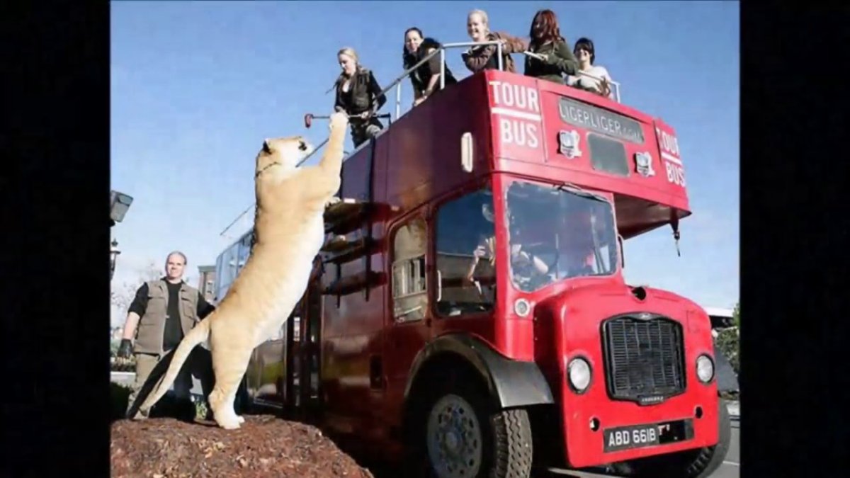 Лигр Геркулес