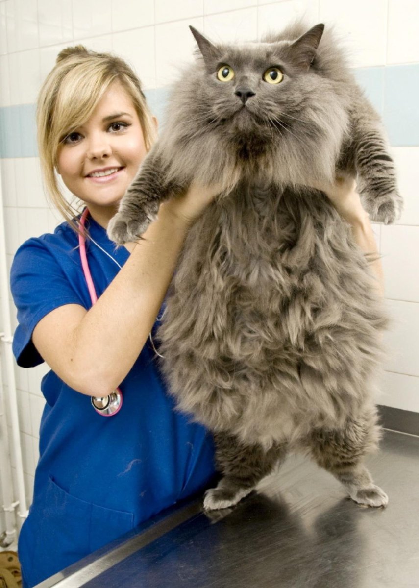 Мейн кун Стьюи