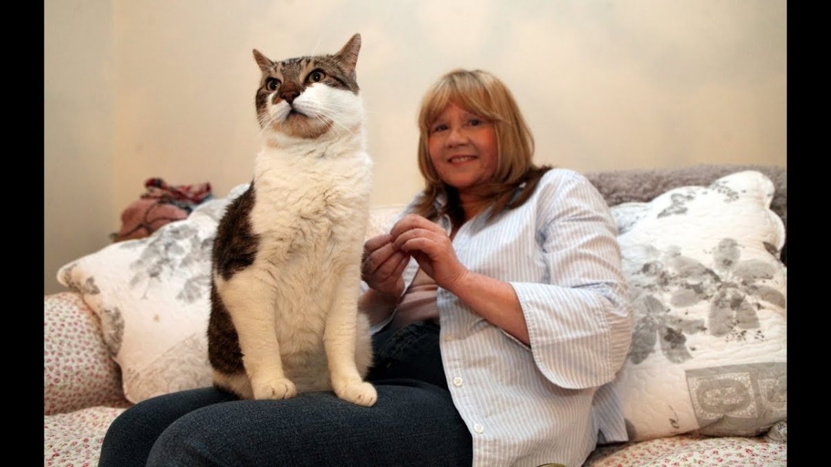 Здоровые домашние коты