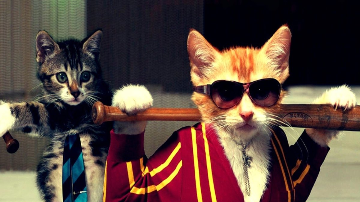 Кот гангстер