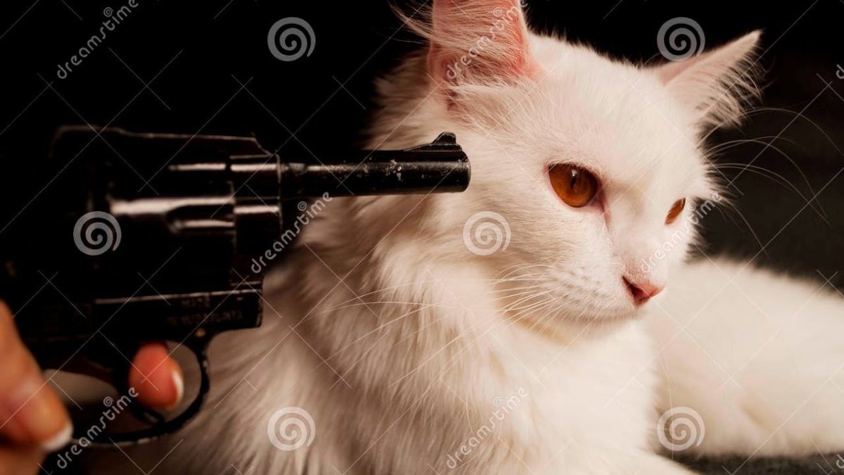 Пистолет направлен на кота