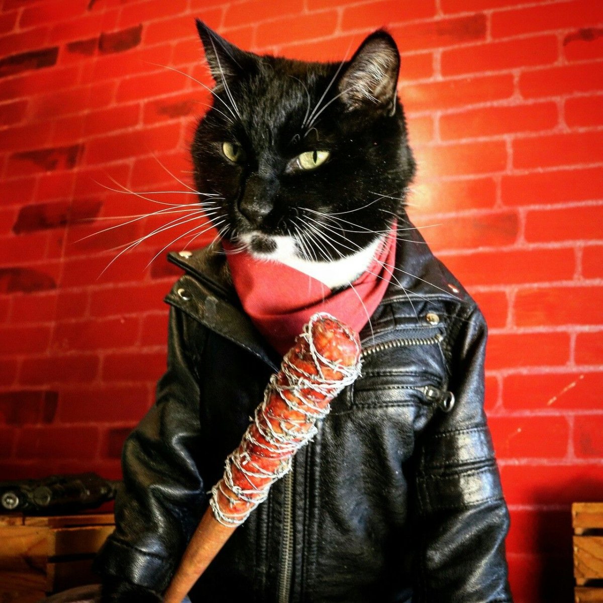 Дерзкий кот