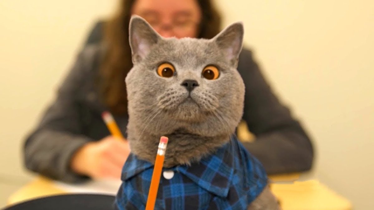 Ааронс Энималс кот