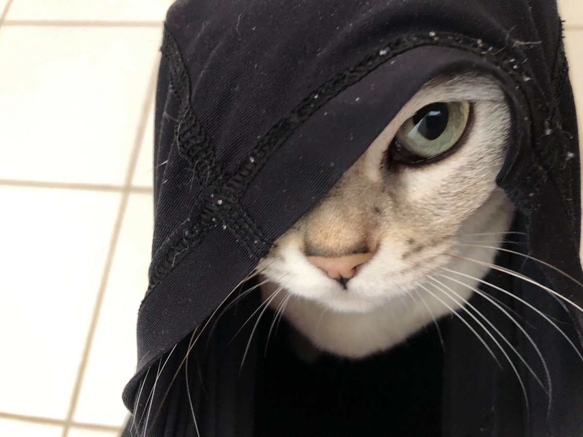 Крутые коты