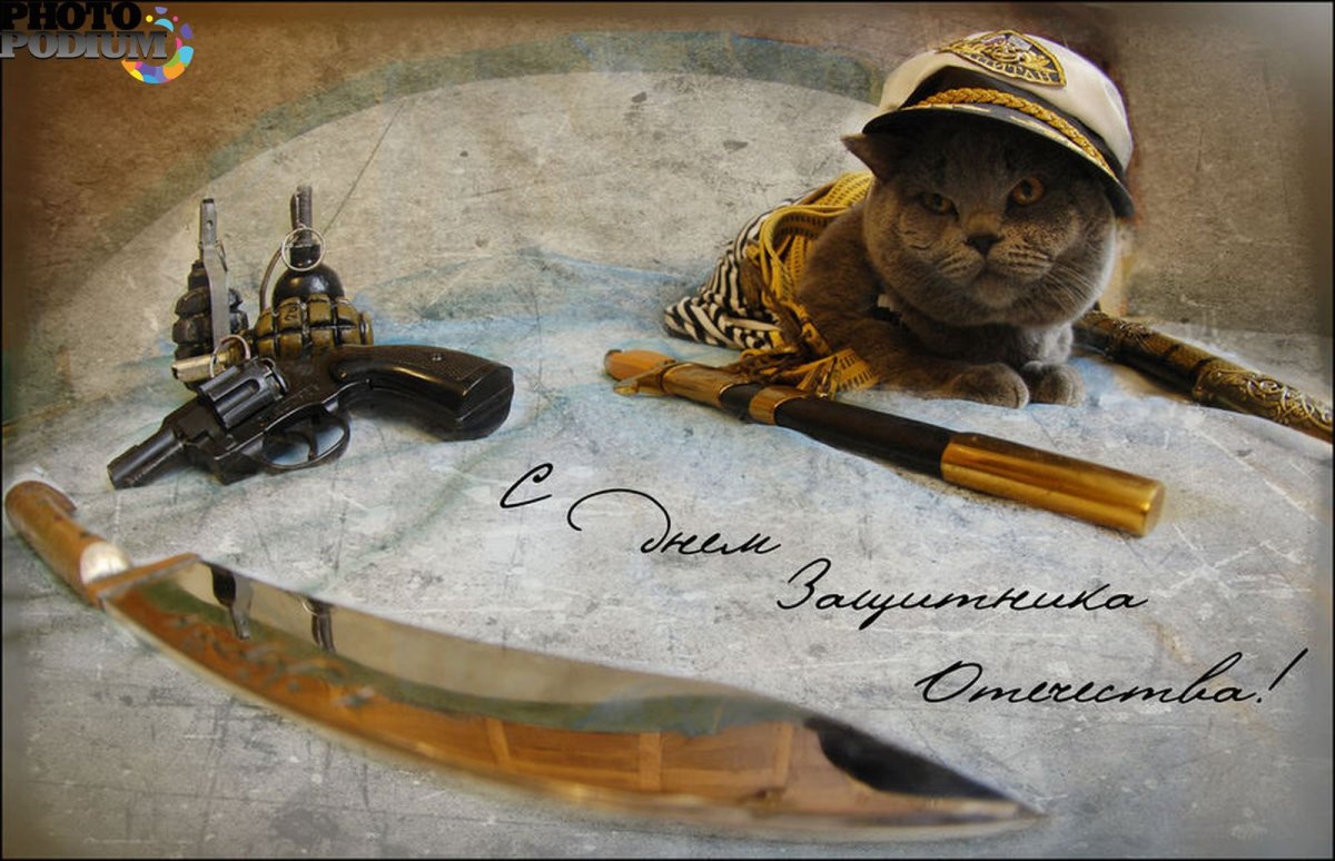 23 Февраля кот