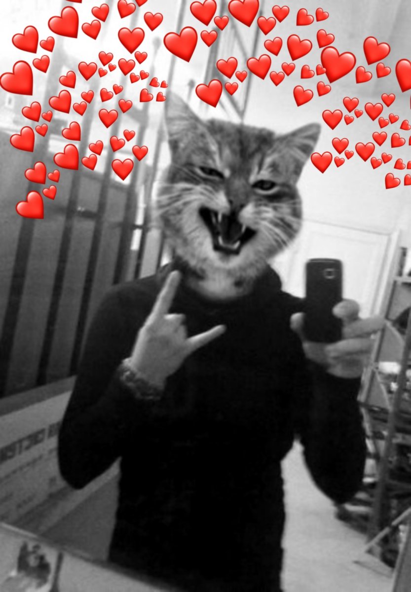 Кошка на голове у человека