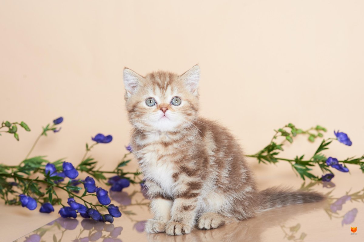 Шотландские котята прямоухие скоттиш страйт