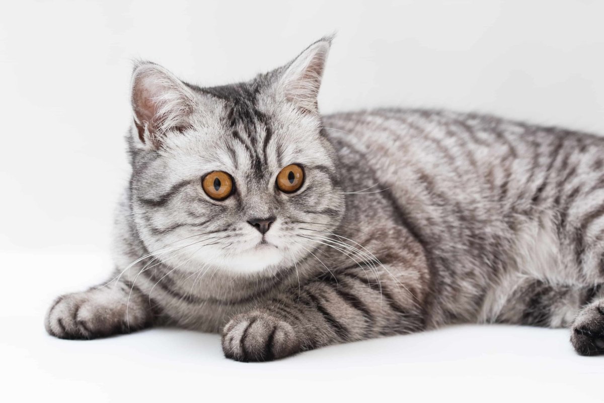 Страйт кошки