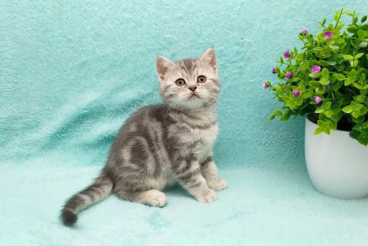 Шотландские котята скоттиш страйт