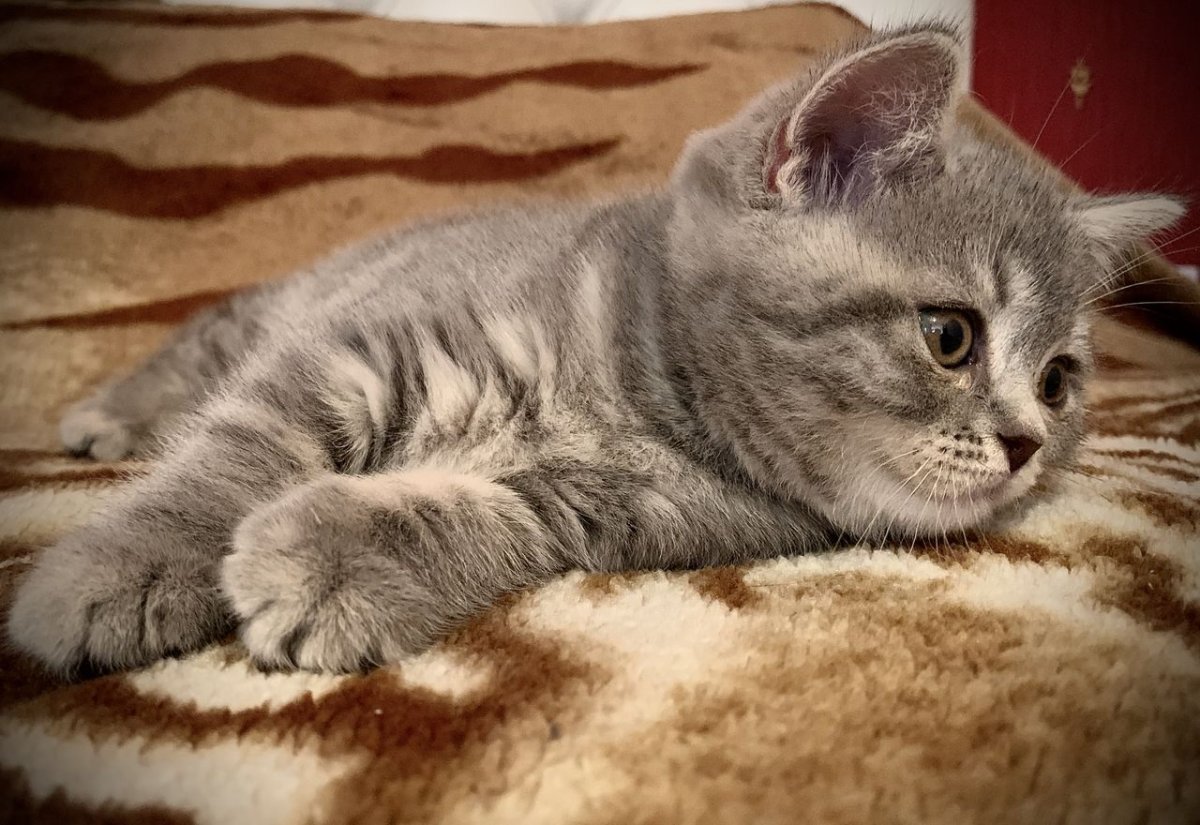 Шотландский скоттиш страйт вискас