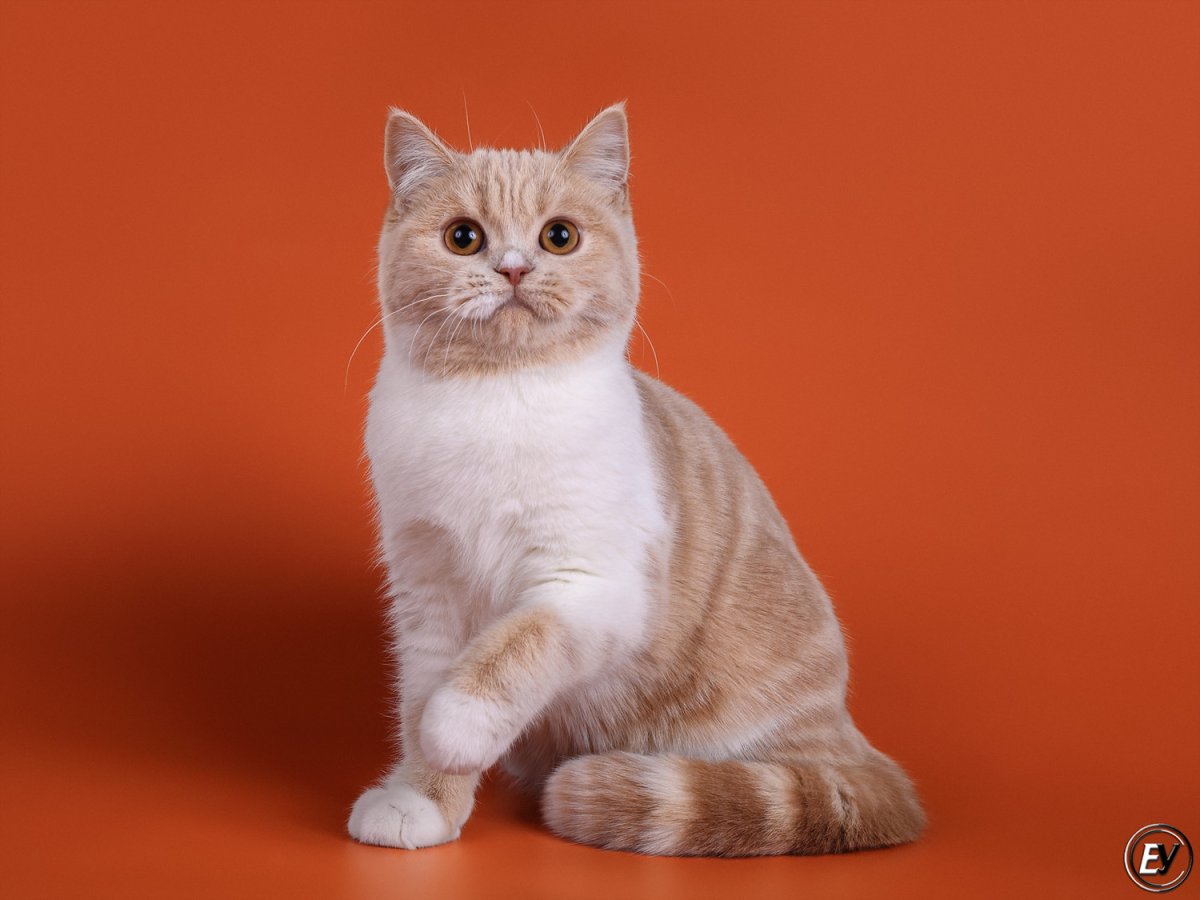 Британский кот темный вискас