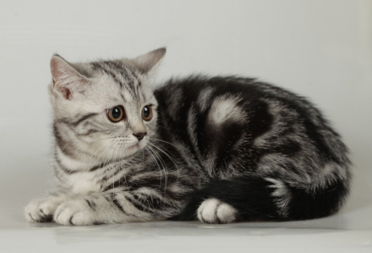 Шатланская вислаухая фолд страйк