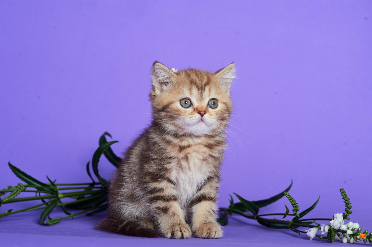 Девочка скоттиш страйт Шотландская