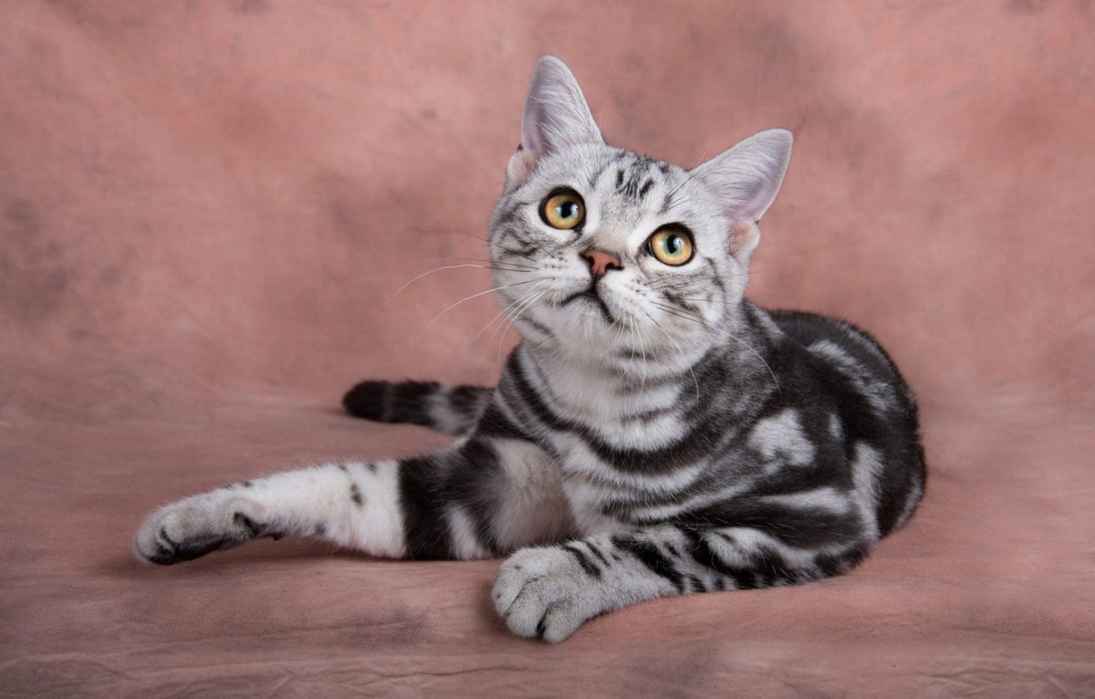 Шотландская прямоухая короткошерстная скоттиш-страйт