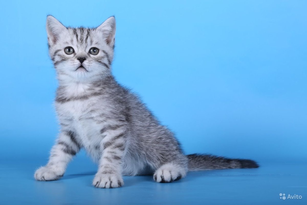 Шотландская кошка прямоухая