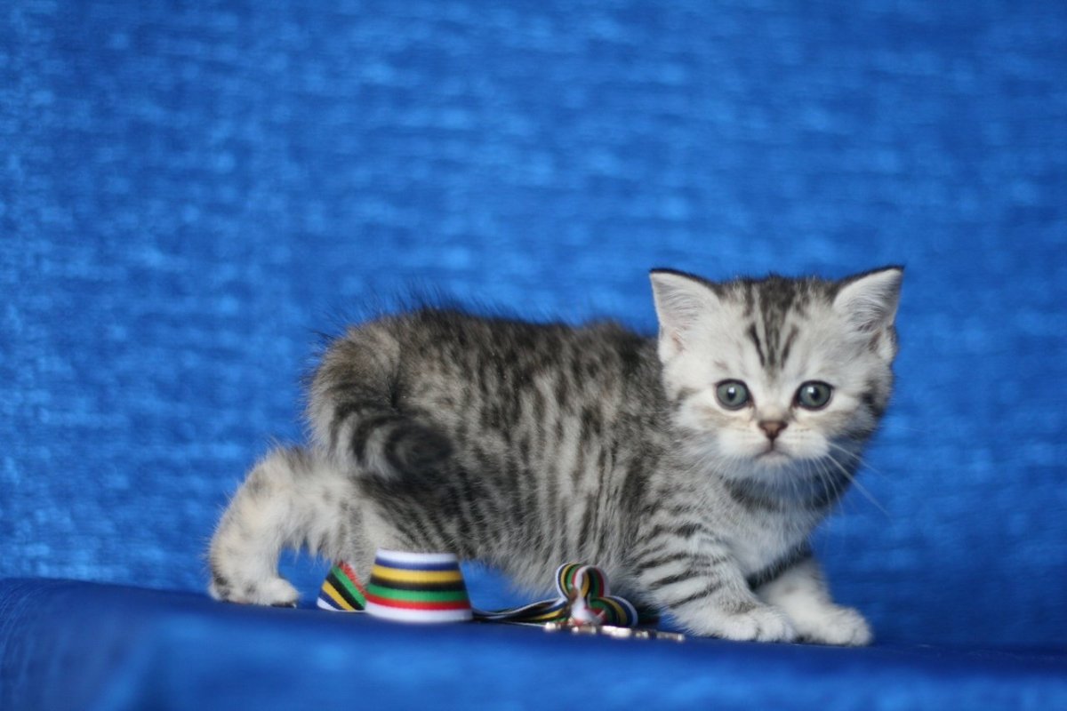 Шотландская прямоухая короткошерстная