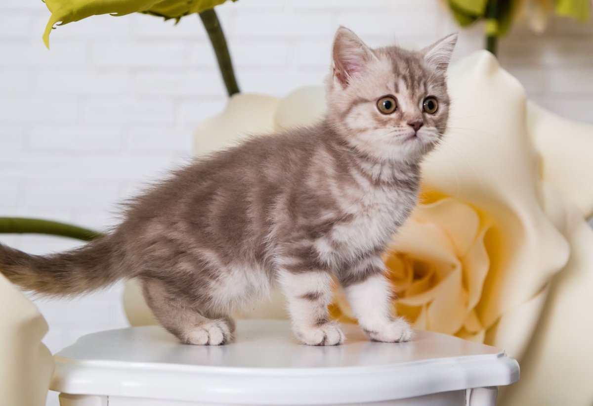 Шотландский прямоухий полосатый кот