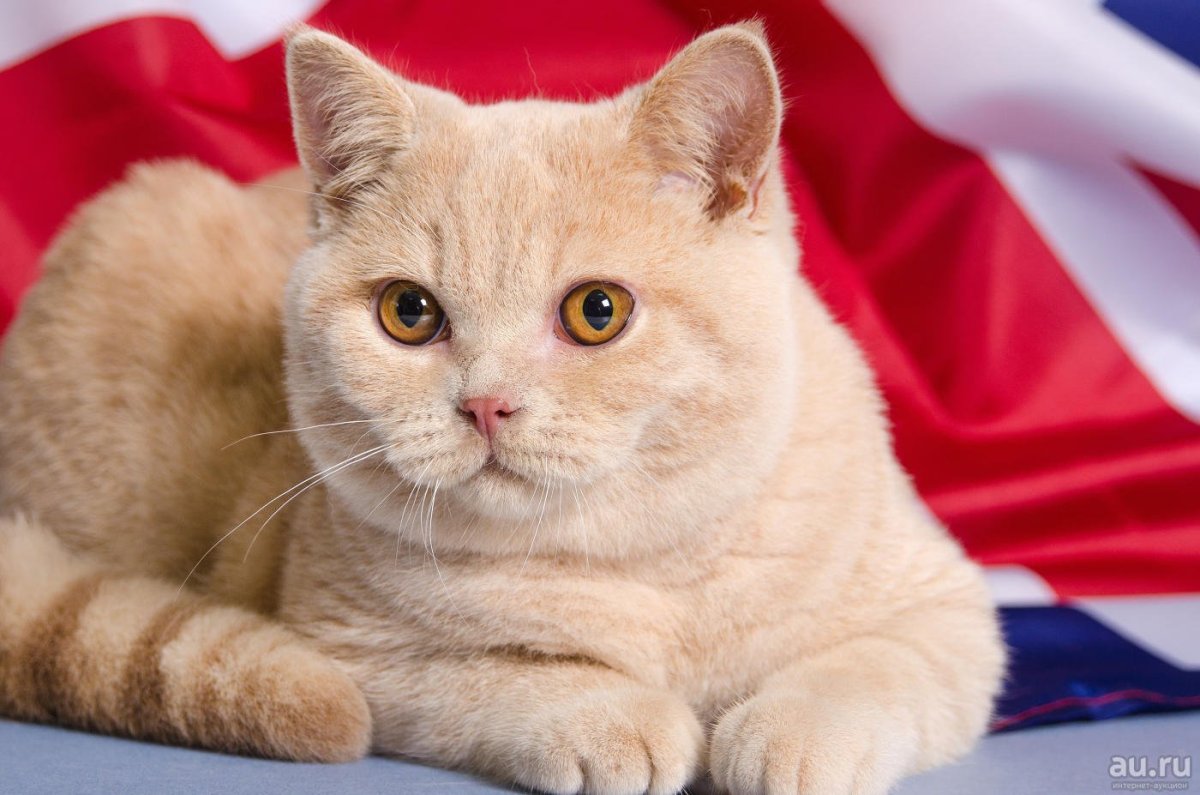 Кот Бритиш страйт