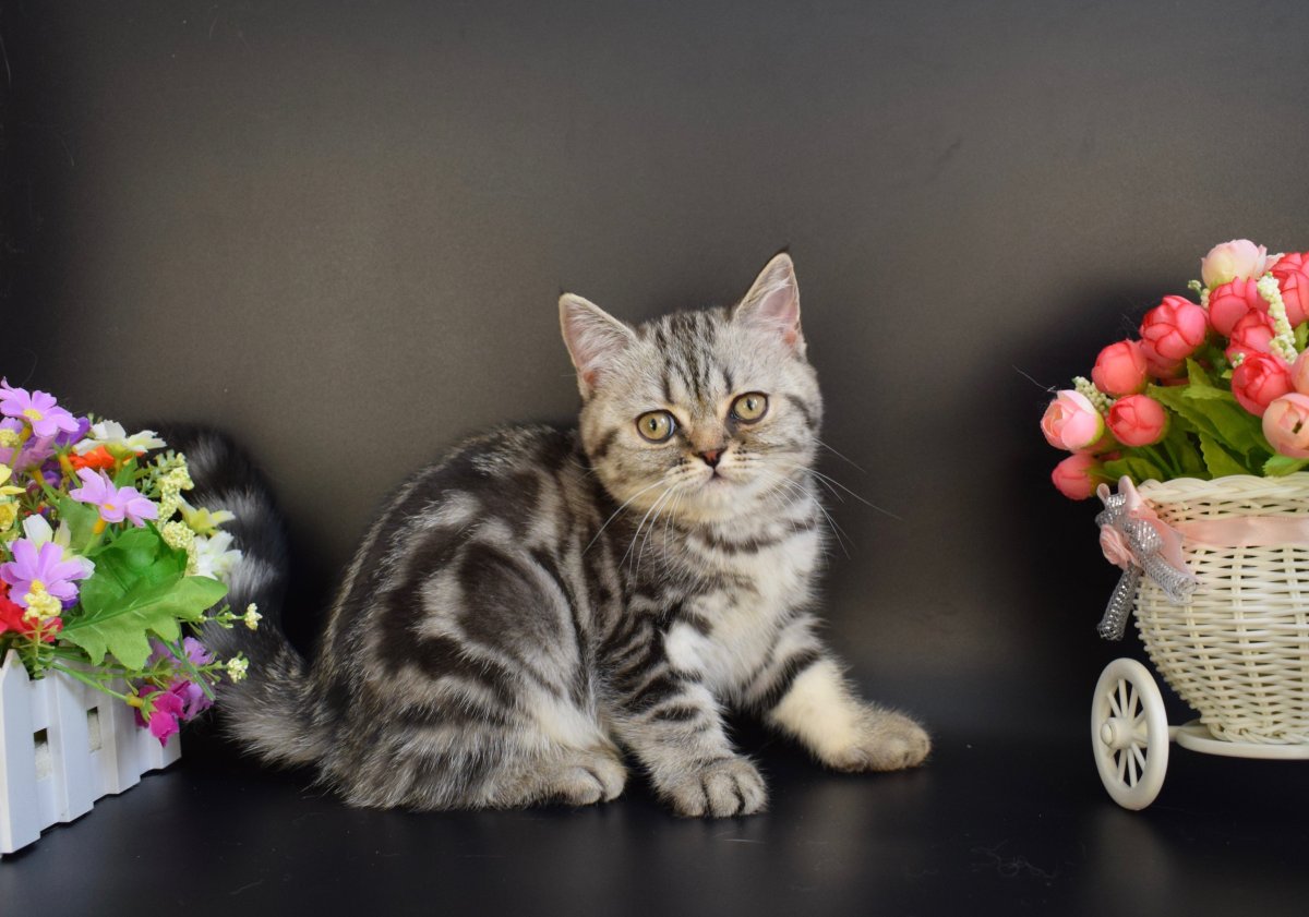 Скоттиш страйт шотландская прямоухая кошка