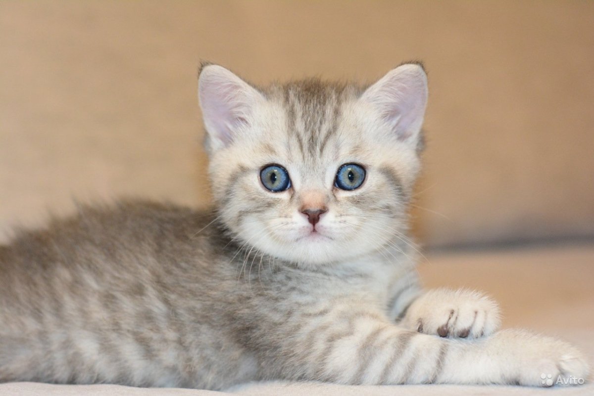 Шотландский скоттиш страйт