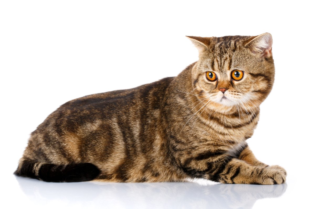 Шотландская скоттиш страйт кошка