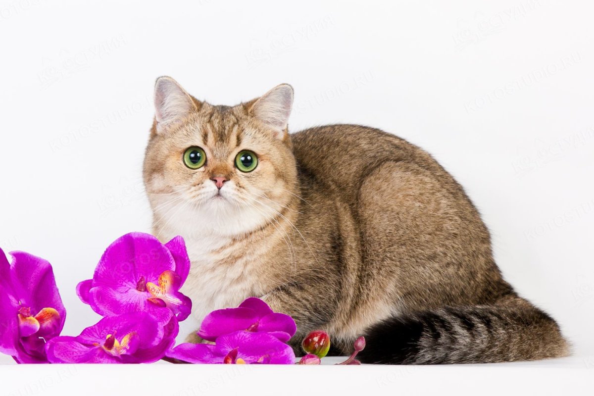 Шотландский скоттиш страйт серый