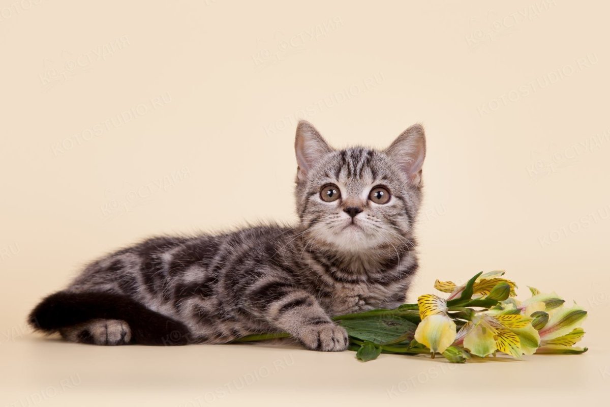 Шотландский скоттиш страйт