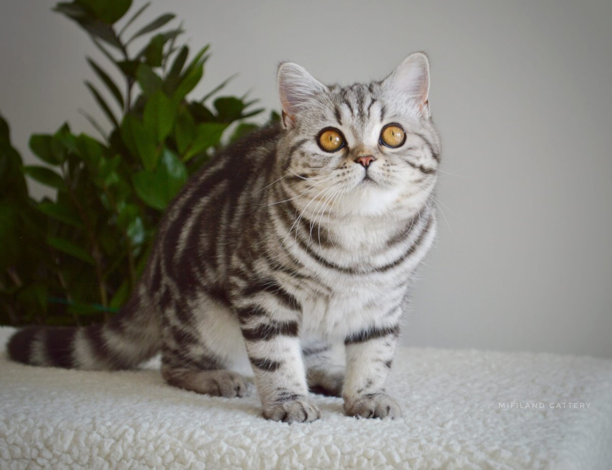 Шотландский кот скоттиш страйт