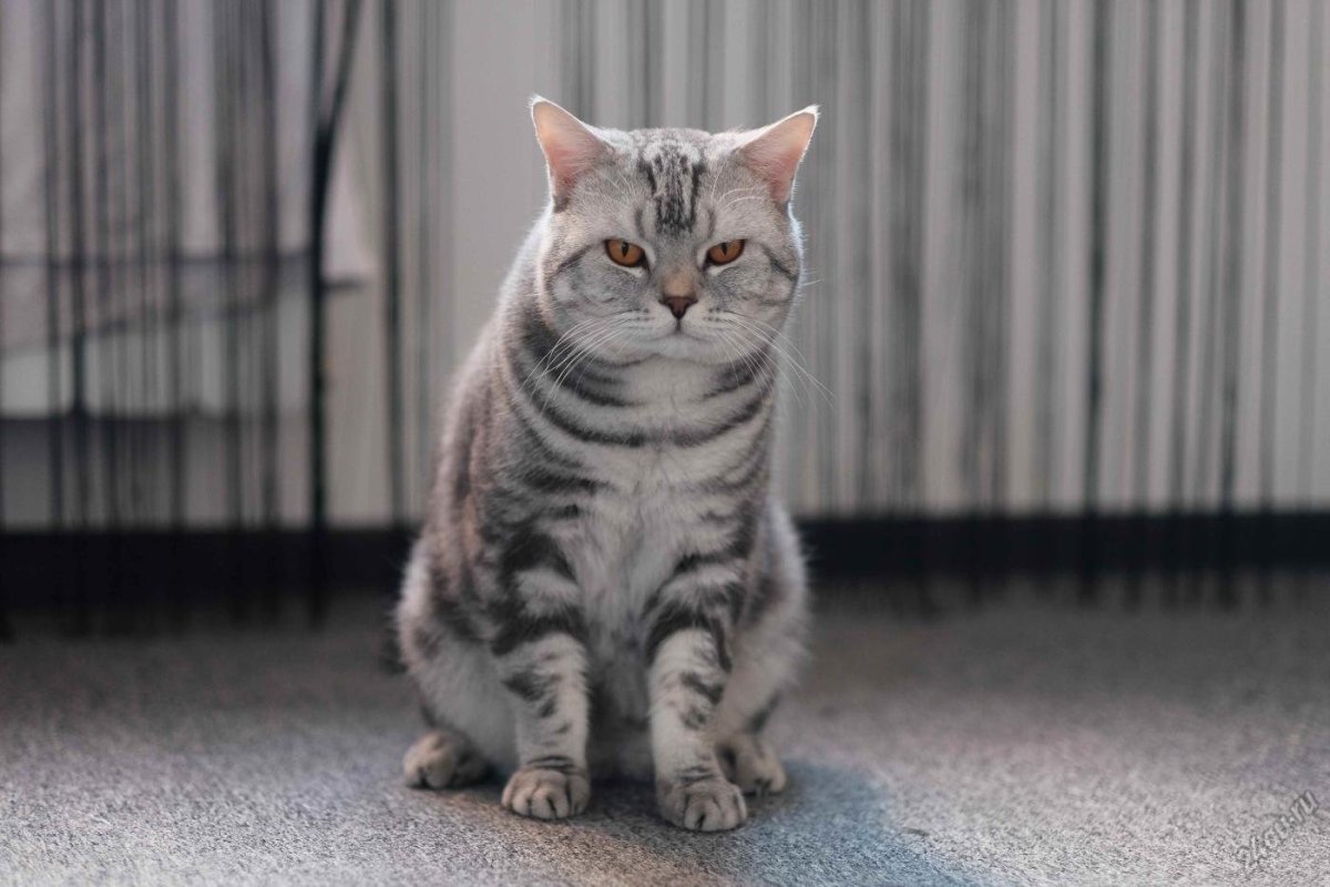 Страйт кошки