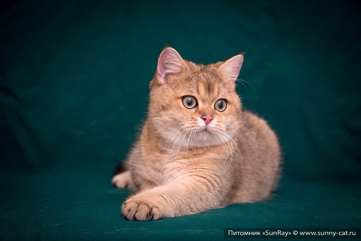 Шотландский скоттиш страйт мрамор