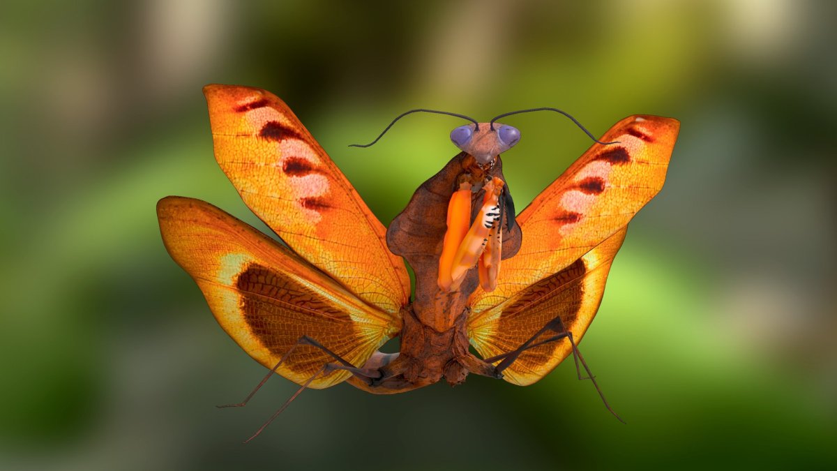 Кузнечик Саранча сверчок богомол