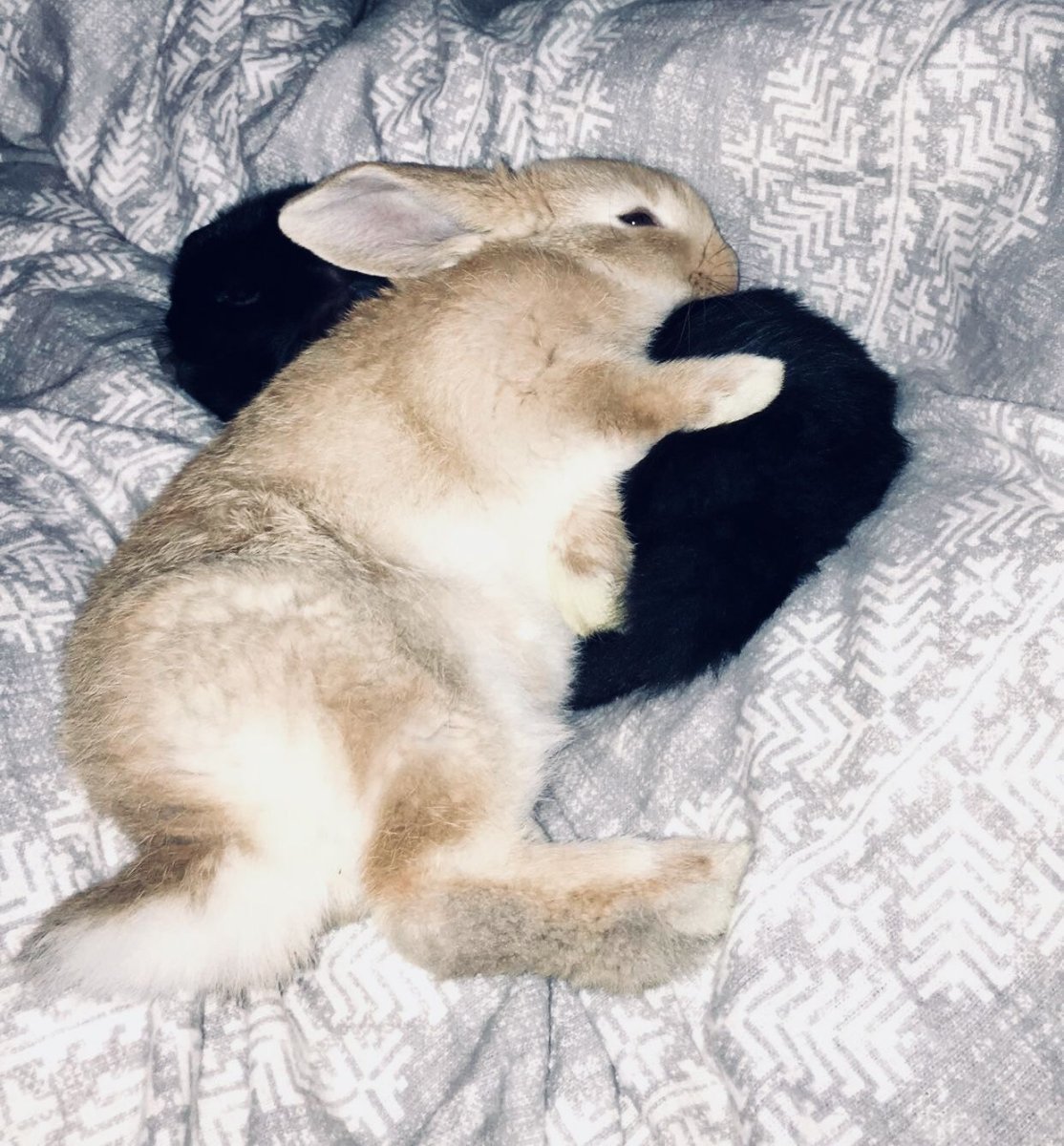 Спящие кролики