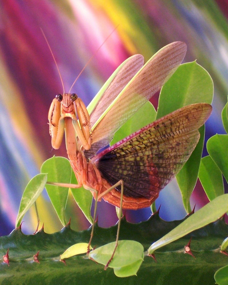 Pseudocreobotra wahlbergi