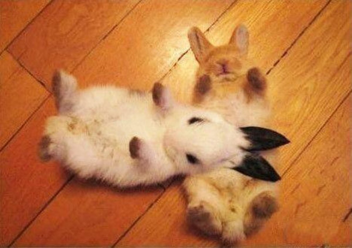 Кролик валяется