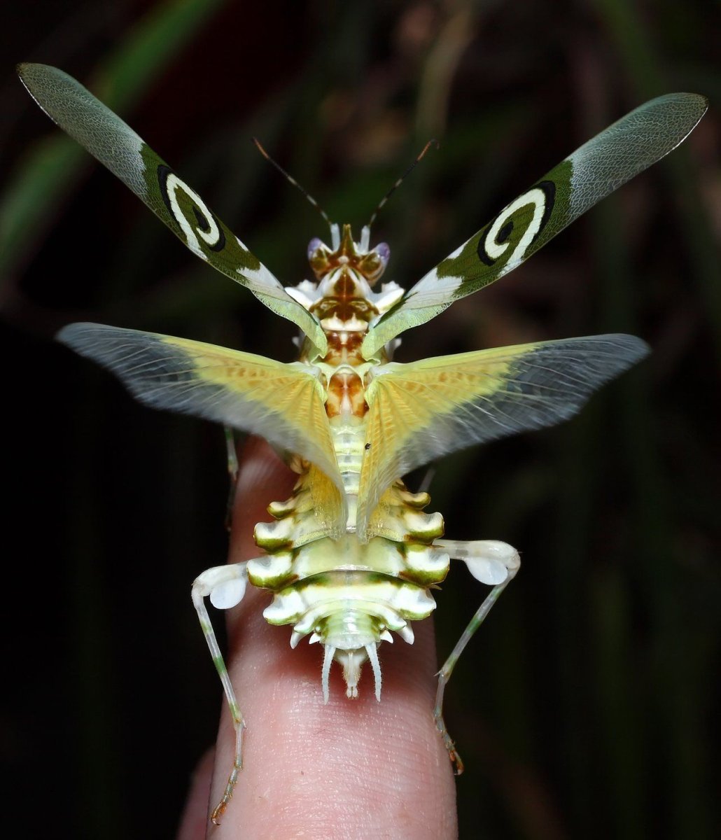 Радужный кузнечик Dactylotum bicolor