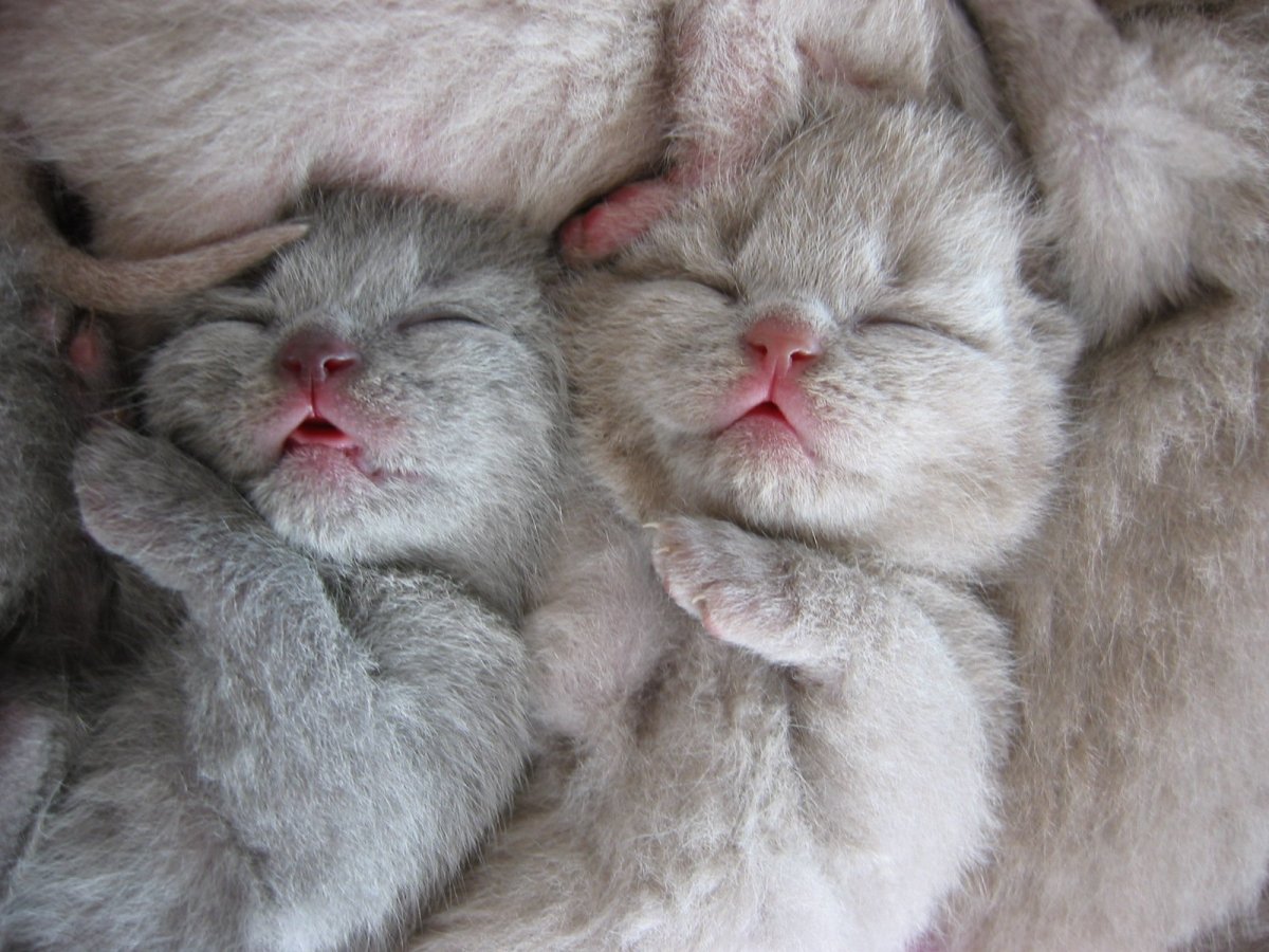 Милые милости