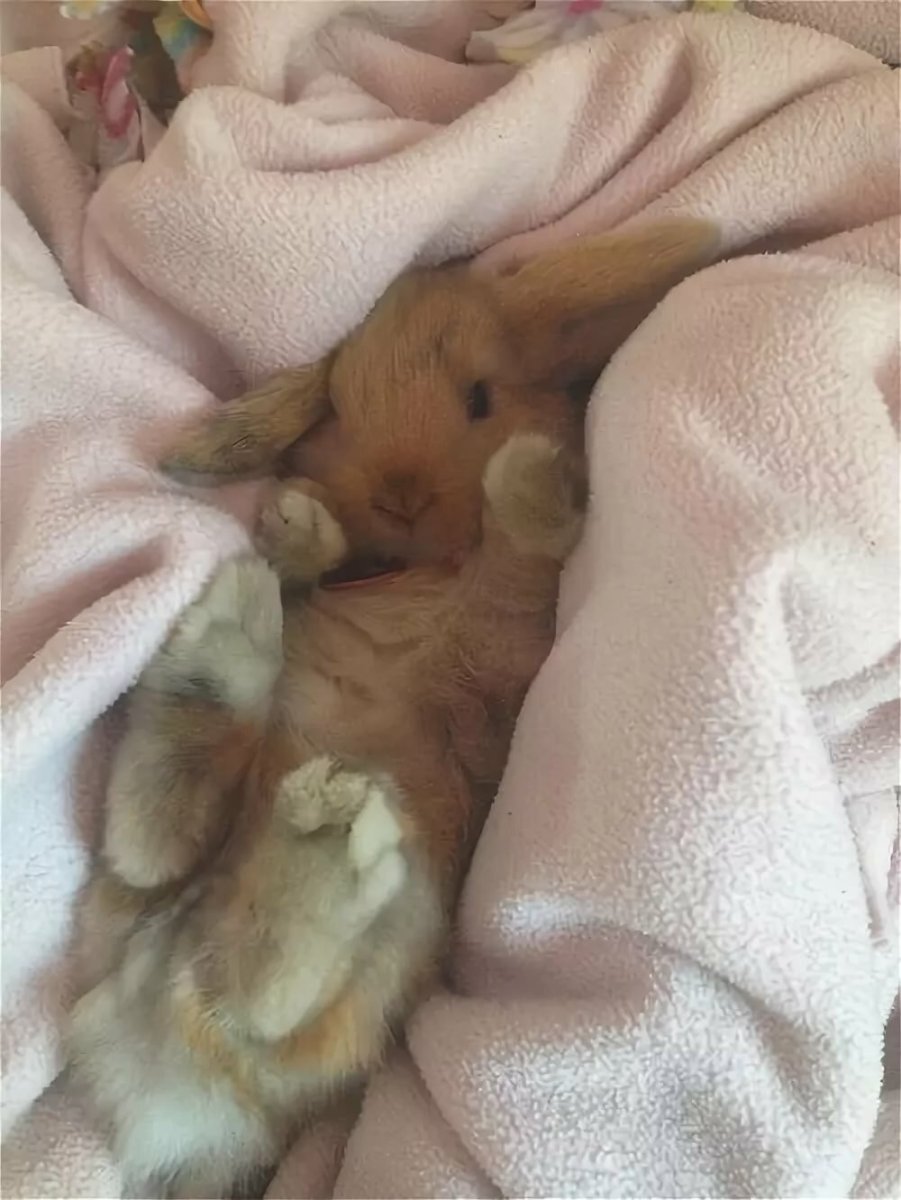 Кролик под одеялом