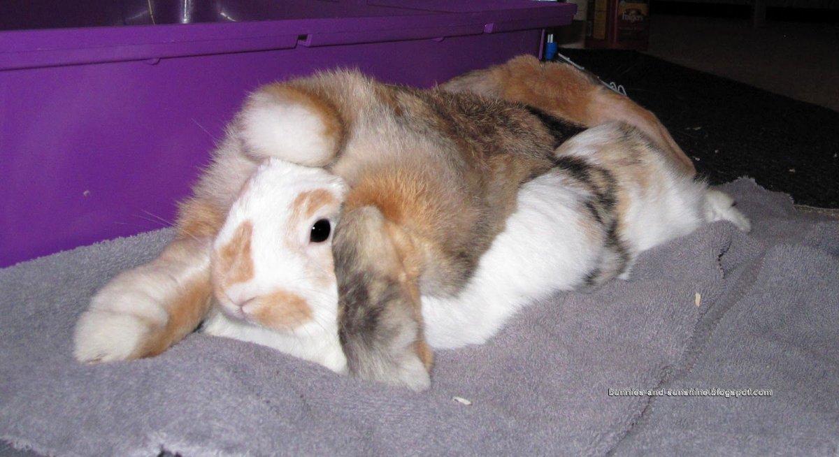 Раздавил домашнего кролика