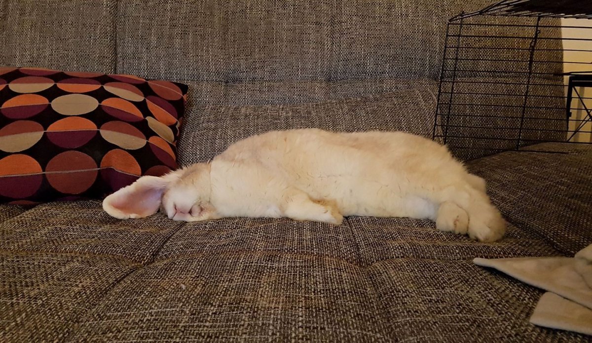 Кролик за ведрышком спит