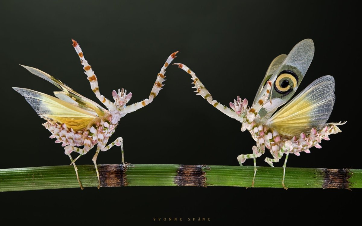 Pseudocreobotra wahlbergii