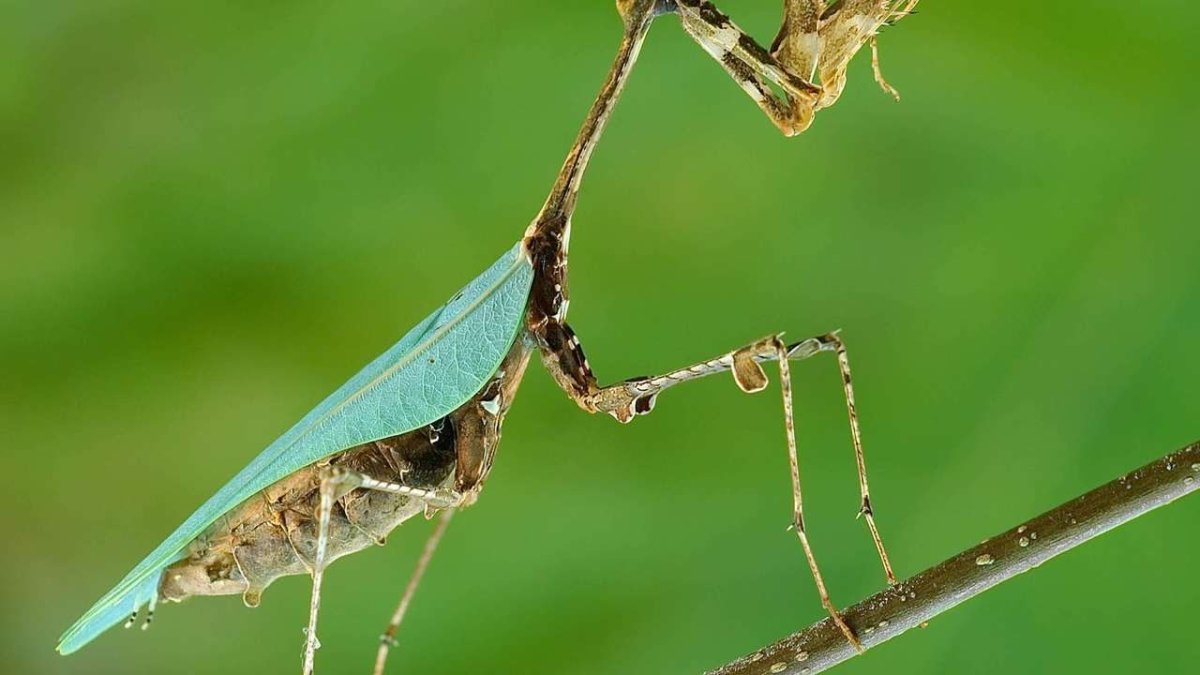 Орхидейный богомол