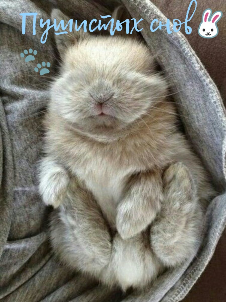 Кролик спит