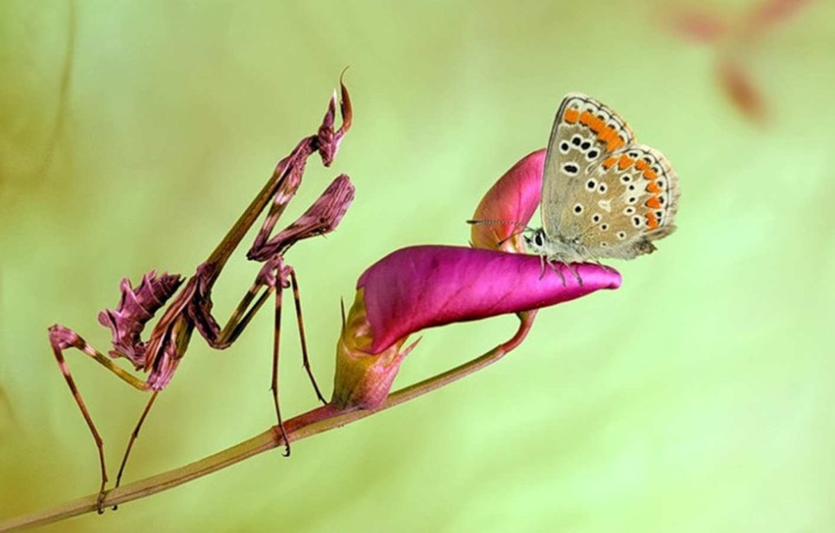 Богомол Creobroter meleagris