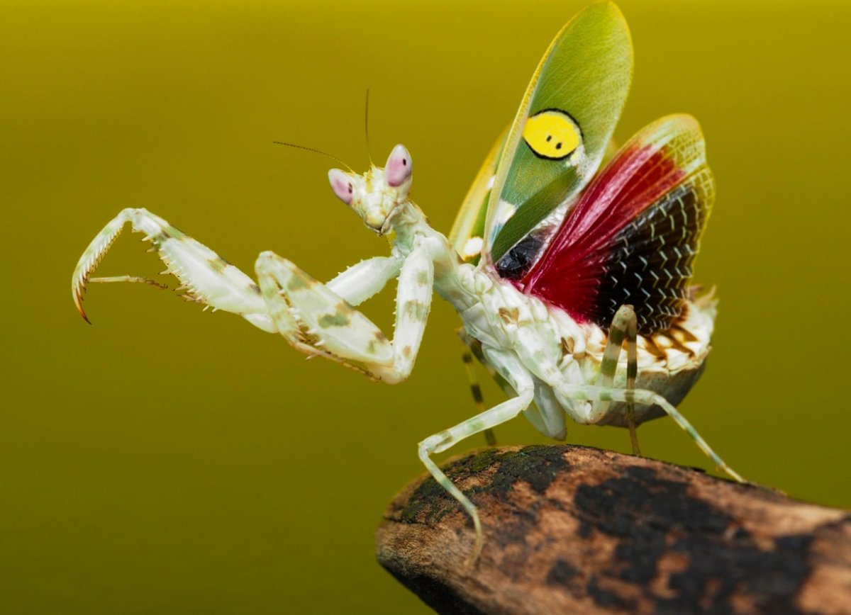 Богомол Мантис(бабочка)