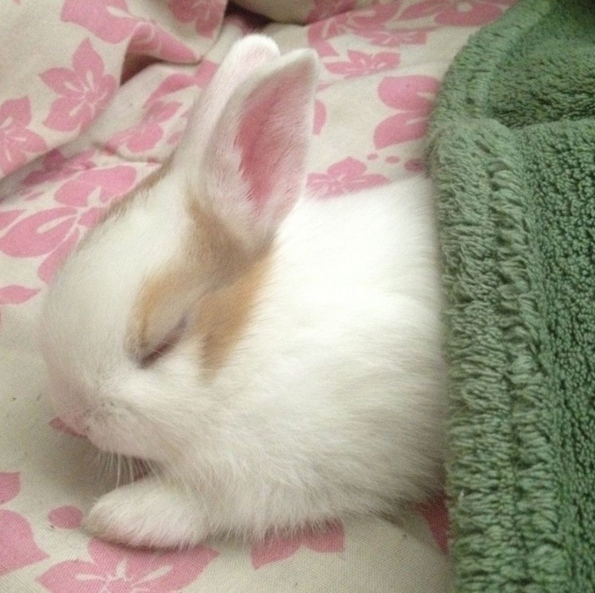 Спящий заяц