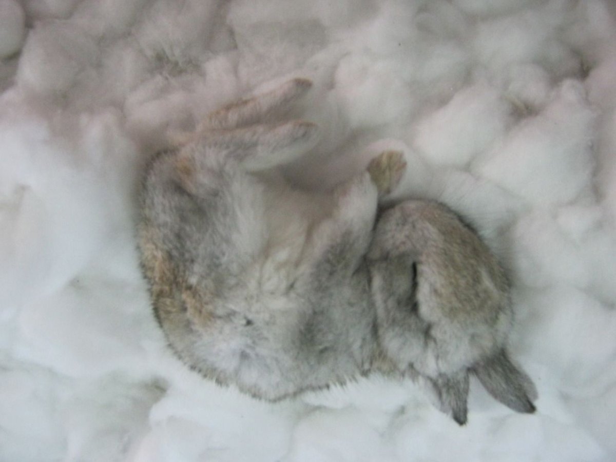 Зайчата спят в норке