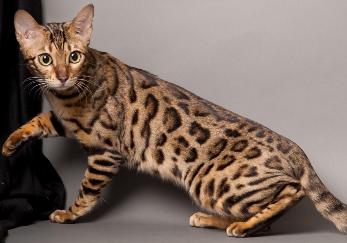 Бенгальская кошка